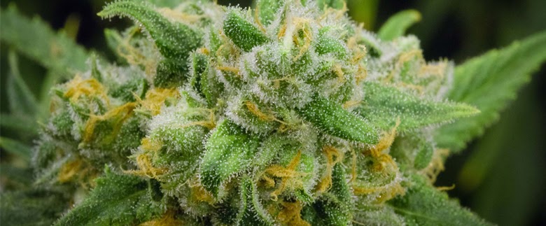 Cannabis Strain - Green Crack Strain Information