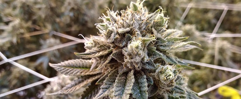 Cannabis Strain - Original Glue Strain Information