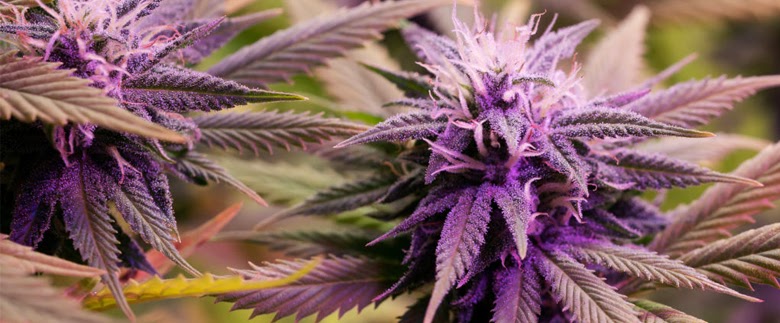 Purple Haze Strain - Genetics, Different Types, & Effects