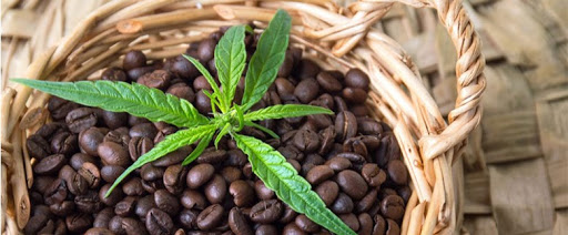 Cannabis-infused Coffee Recipe - How to make this delicacy?