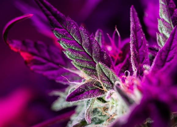 The Colourful Spectrum of Cannabis: Decoding the Strain Secrets Hidden in Different Hues