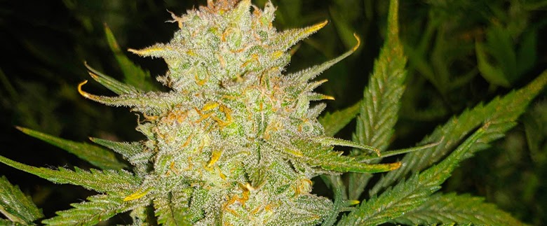 OG Kush Strain - Genetics, Different Types, & Effects