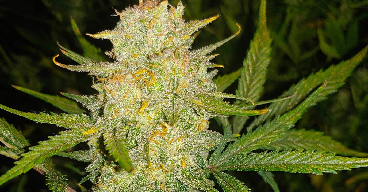 OG Kush Strain - Genetics, Different Types, & Effects