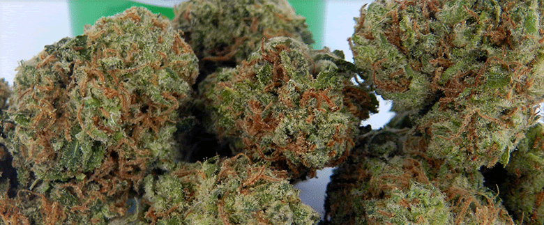 [REVIEW] AK-47 Marijuana Strain - Genetics, Yield, Facts, & Pictures