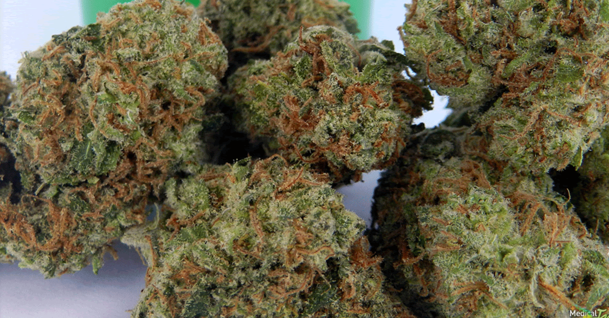 [REVIEW] AK-47 Marijuana Strain - Genetics, Yield, Facts, & Pictures