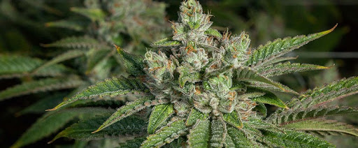 [REVIEW] Stardawg Cannabis Strain: How to Grow, Yield, Genetics