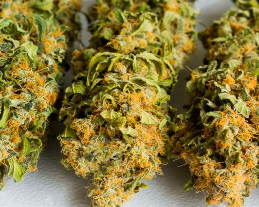 Master the Art of Drying Cannabis: A Comprehensive Guide for Premium Buds