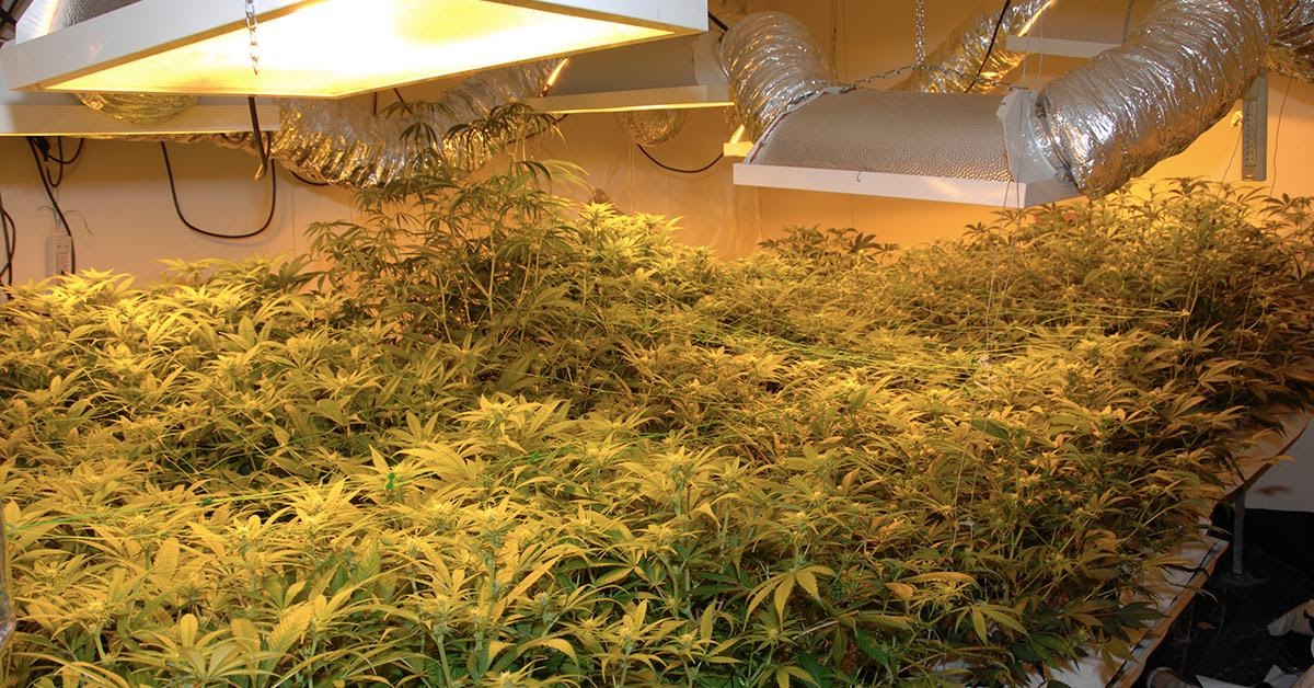 How To Grow Hydroponic Weed