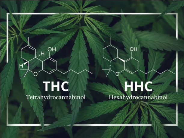 Unravelling the Truth: HHC, the Legal Counterpart to Cannabis?