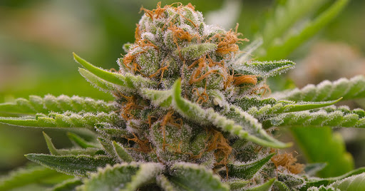 [Strain Review] Strawberry Cough: History, Origin, & Terpenes