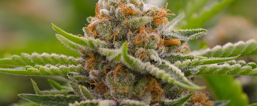 [Strain Review] Strawberry Cough: History, Origin, & Terpenes