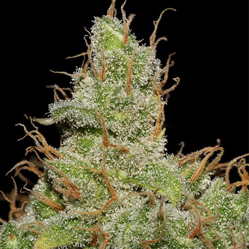 Appearance - Jack Herer Strain