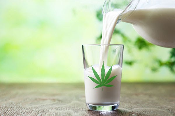 Cannabis-infused Milk