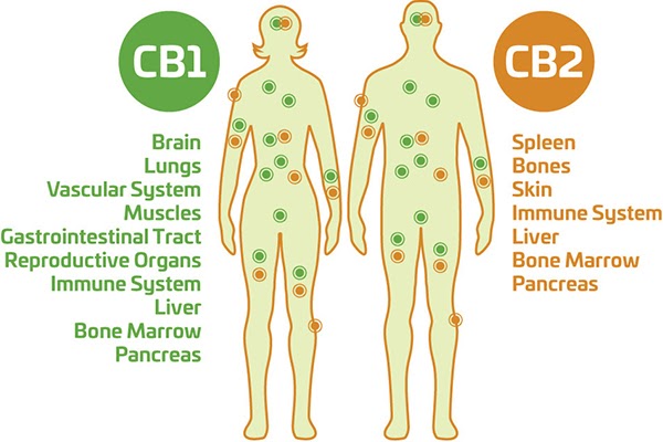 Endocannabinoid-System