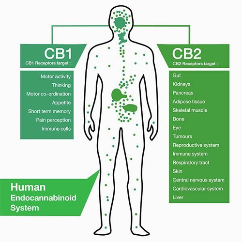 Endocannabinoid-System