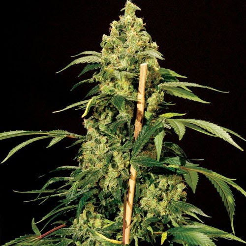 Growing Info - Jack Herer Strain