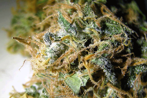 ak-47-strain