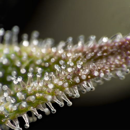 What is a Pollen Press?