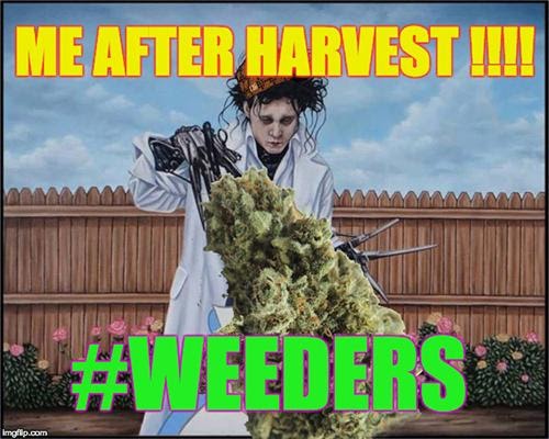 harvest cannabis