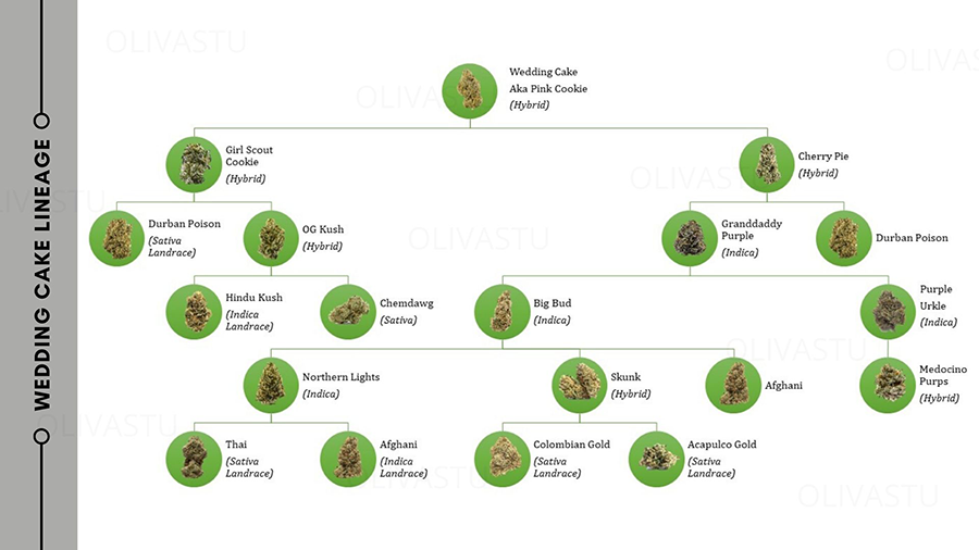 wedding cake lineage